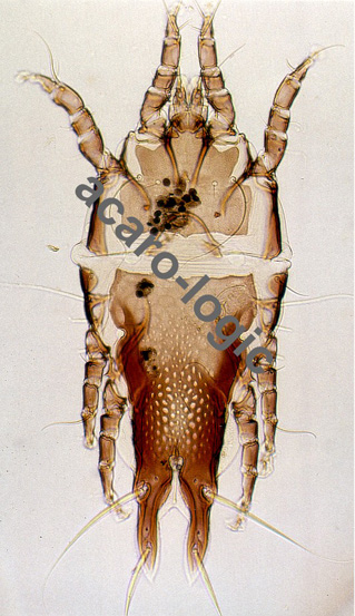 Trouessartiidae